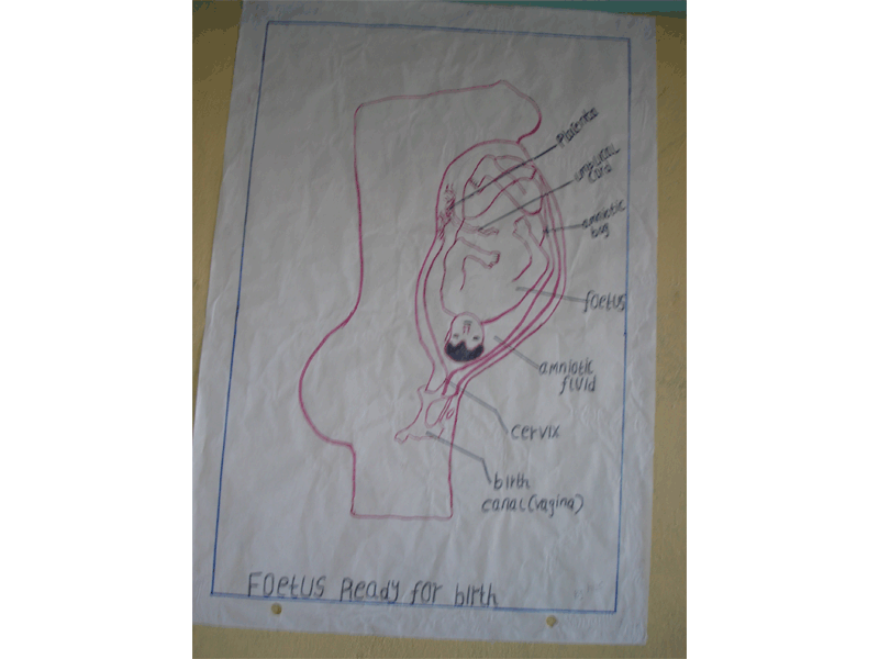 La gravidanza spiegata in classe